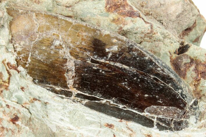 Carcharodontosaurus Tooth In Situ - Dekkar Formation, Morocco #252307